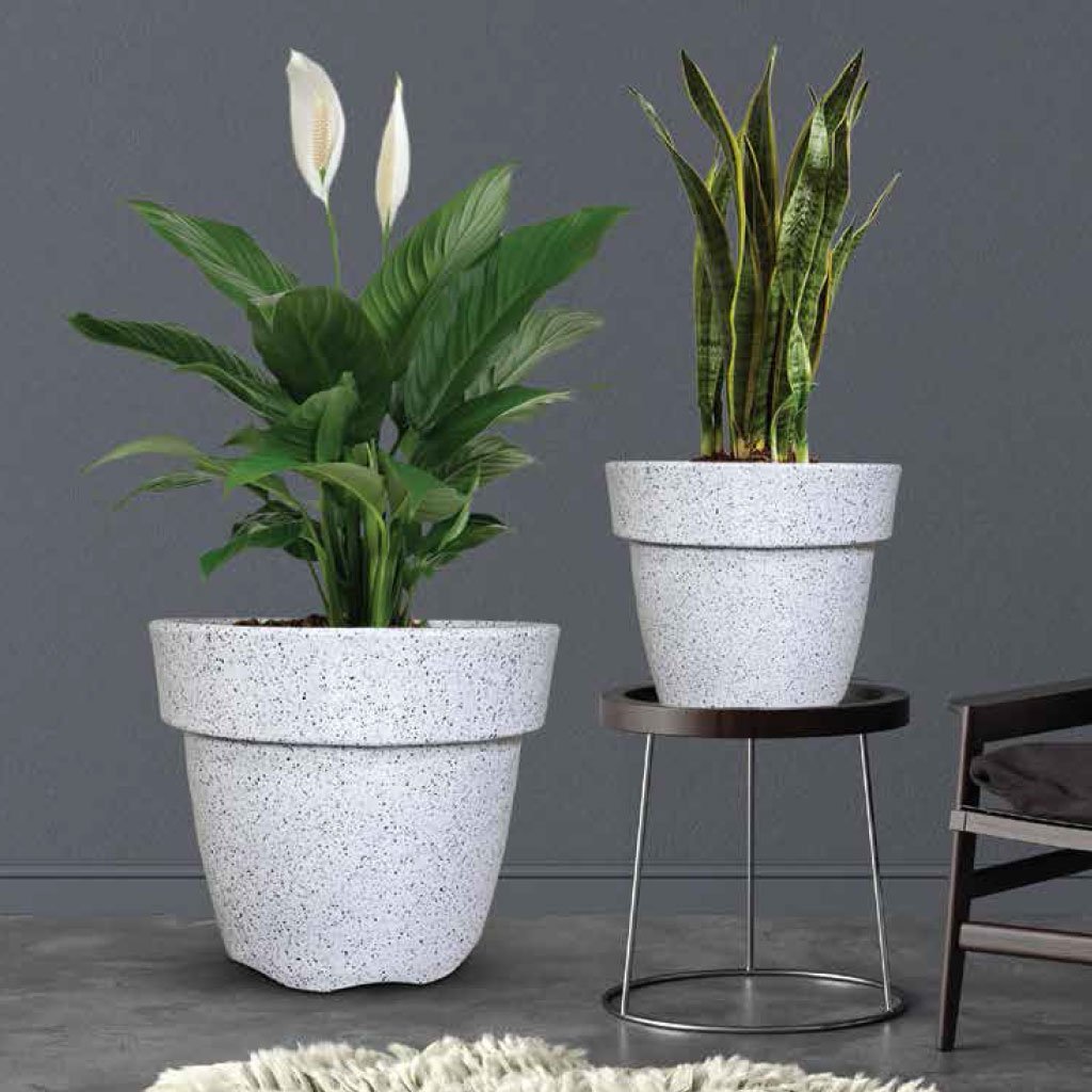 Dolium Pots