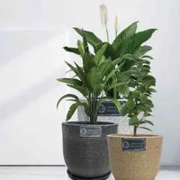Orbit Pot view 2