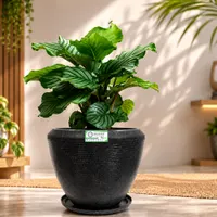 Terrano Pots view 1